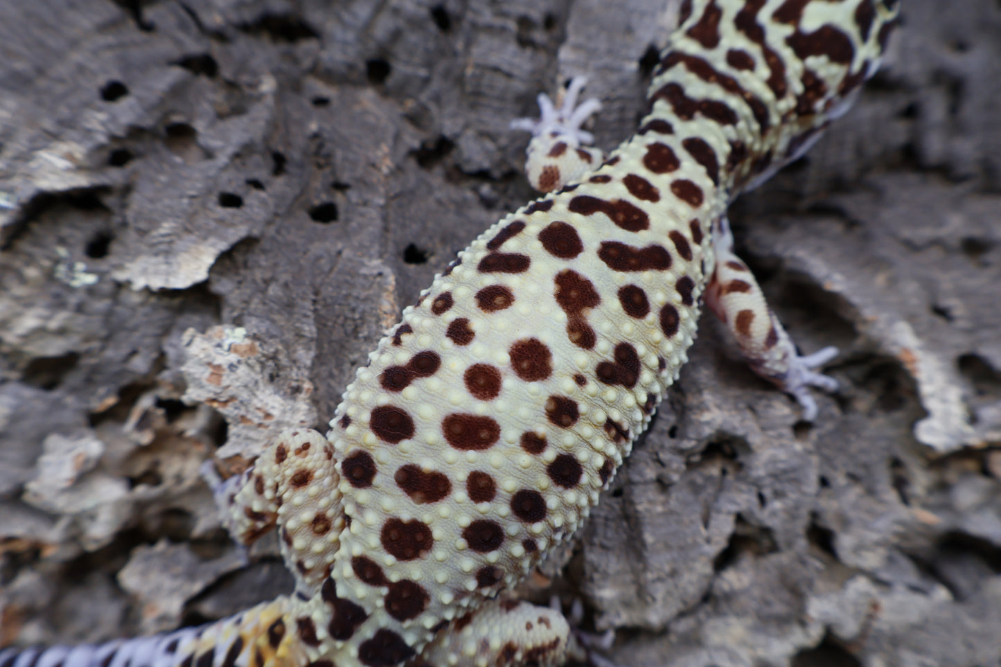 Female Blood Bold Cross