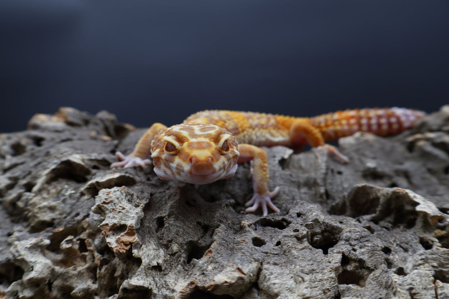 Female Lost ID Tag (probably Black Blood Tremper Albino)