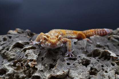 Female Lost ID Tag (probably Black Blood Tremper Albino)