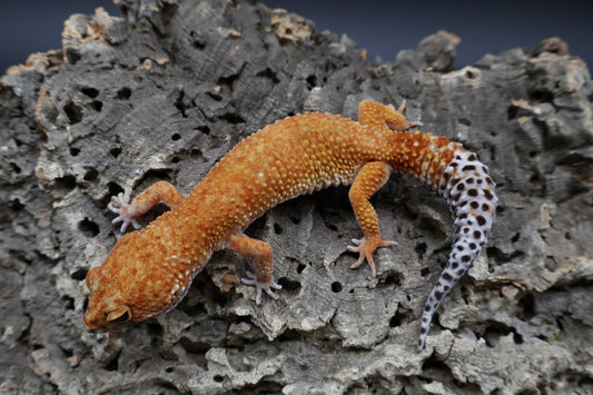 Female Mandarin Inferno