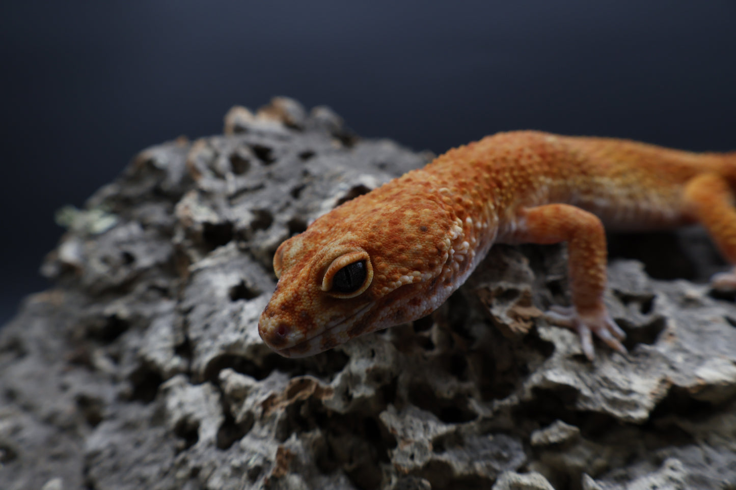 Female Mandarin Inferno