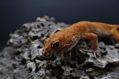 Female Mandarin Inferno