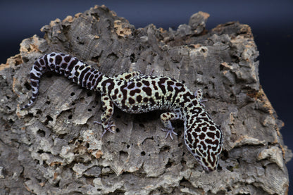 Female 50% Black Night 25% Afghanicus 25% Turcmenicus