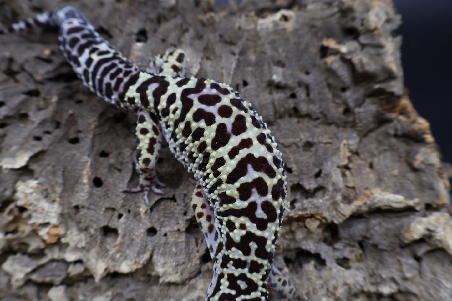 Female 50% Black Night 25% Afghanicus 25% Turcmenicus