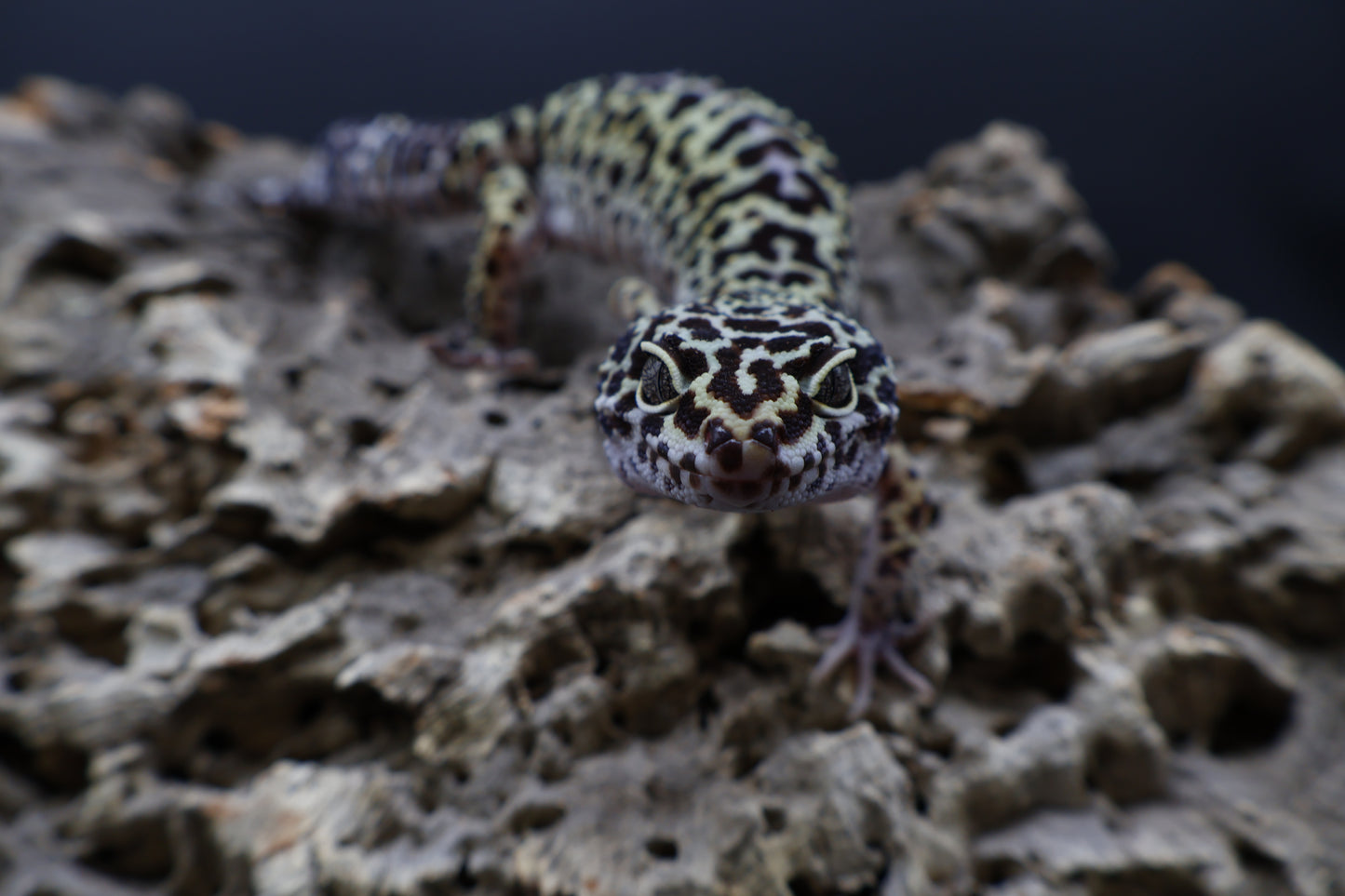 Female 50% Black Night 25% Afghanicus 25% Turcmenicus