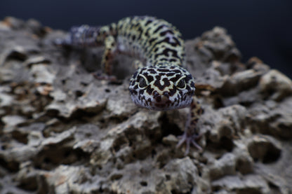 Female 50% Black Night 25% Afghanicus 25% Turcmenicus