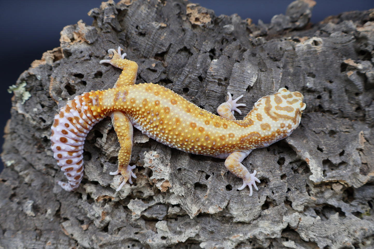 Female Mandarin Inferno Bold Tremper Albino W&Y