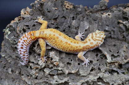 Female Mandarin Inferno Bold Tremper Albino W&Y