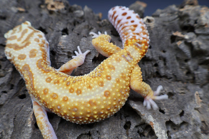 Female Mandarin Inferno Bold Tremper Albino W&Y