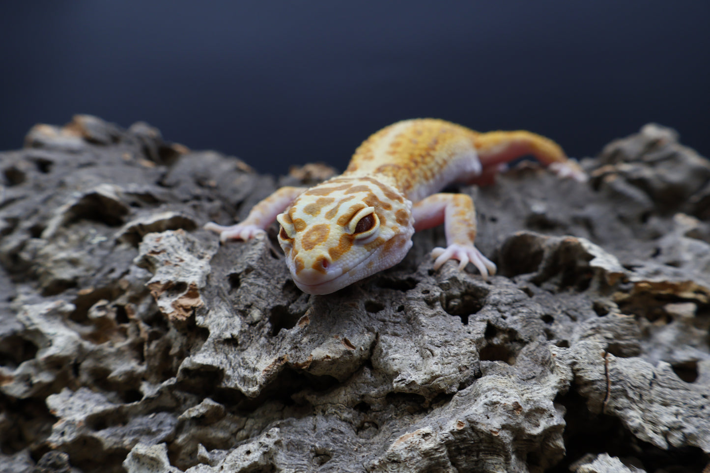 Female Mandarin Inferno Bold Tremper Albino W&Y
