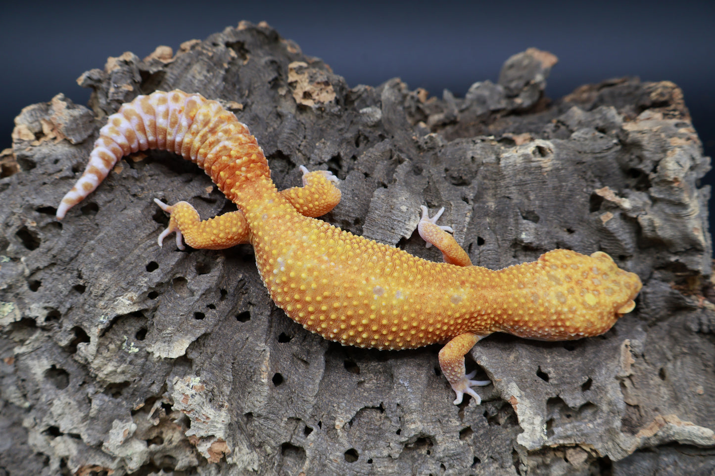 Female Mandarin Inferno Tremper Albino