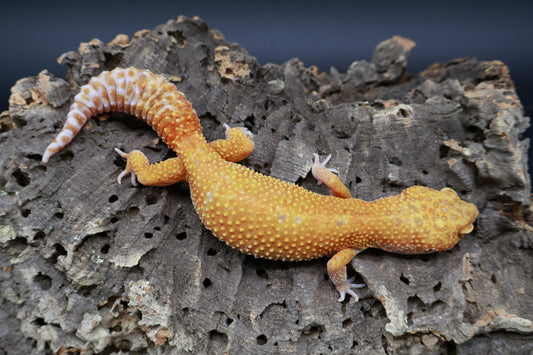 Female Mandarin Inferno Tremper Albino