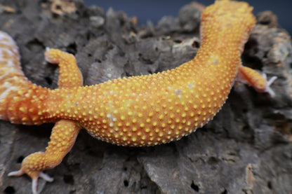 Female Mandarin Inferno Tremper Albino