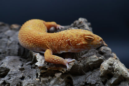 Female Mandarin Inferno Tremper Albino