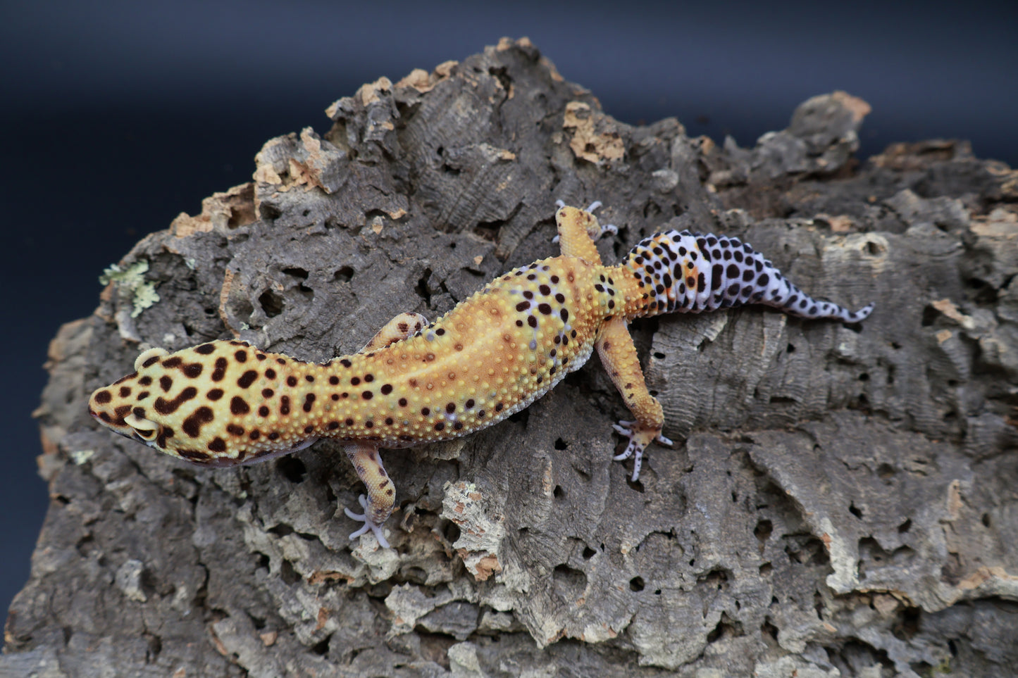 Female Giant Mandarin Blood Clown 100% het Tremper Albino (small back hip bump, no effect to gecko)
