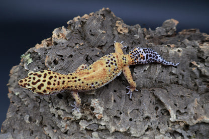 Female Giant Mandarin Blood Clown 100% het Tremper Albino (small back hip bump, no effect to gecko)