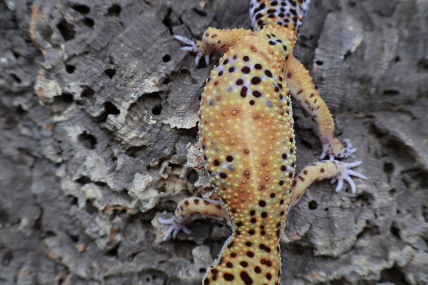 Female Giant Mandarin Blood Clown 100% het Tremper Albino (small back hip bump, no effect to gecko)