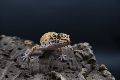 Female Giant Mandarin Blood Clown 100% het Tremper Albino (small back hip bump, no effect to gecko)