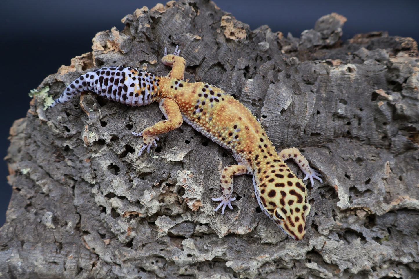 Female Giant Mandarin Blood Clown 100% het Tremper Albino (small back hip bump, no effect to gecko)