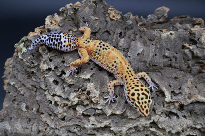 Female Giant Mandarin Blood Clown 100% het Tremper Albino (small back hip bump, no effect to gecko)