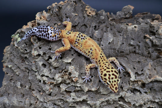 Female Giant Mandarin Blood Clown 100% het Tremper Albino (small back hip bump, no effect to gecko)