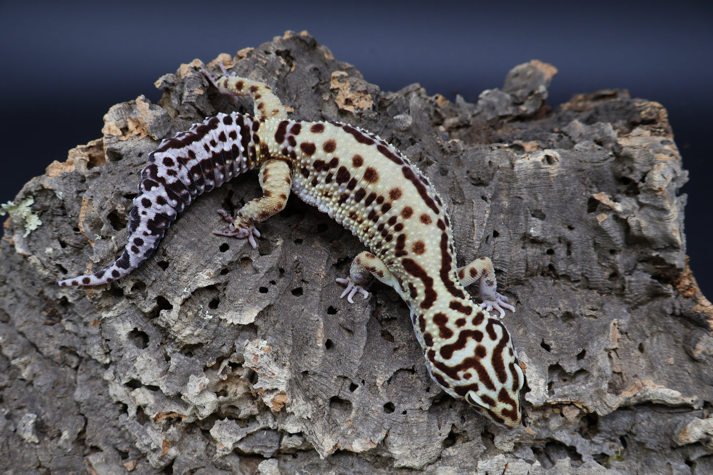 Female Bold Stripe Halloween Mask Black Night Mandarin Cross