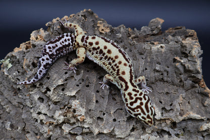 Female Bold Stripe Halloween Mask Black Night Mandarin Cross