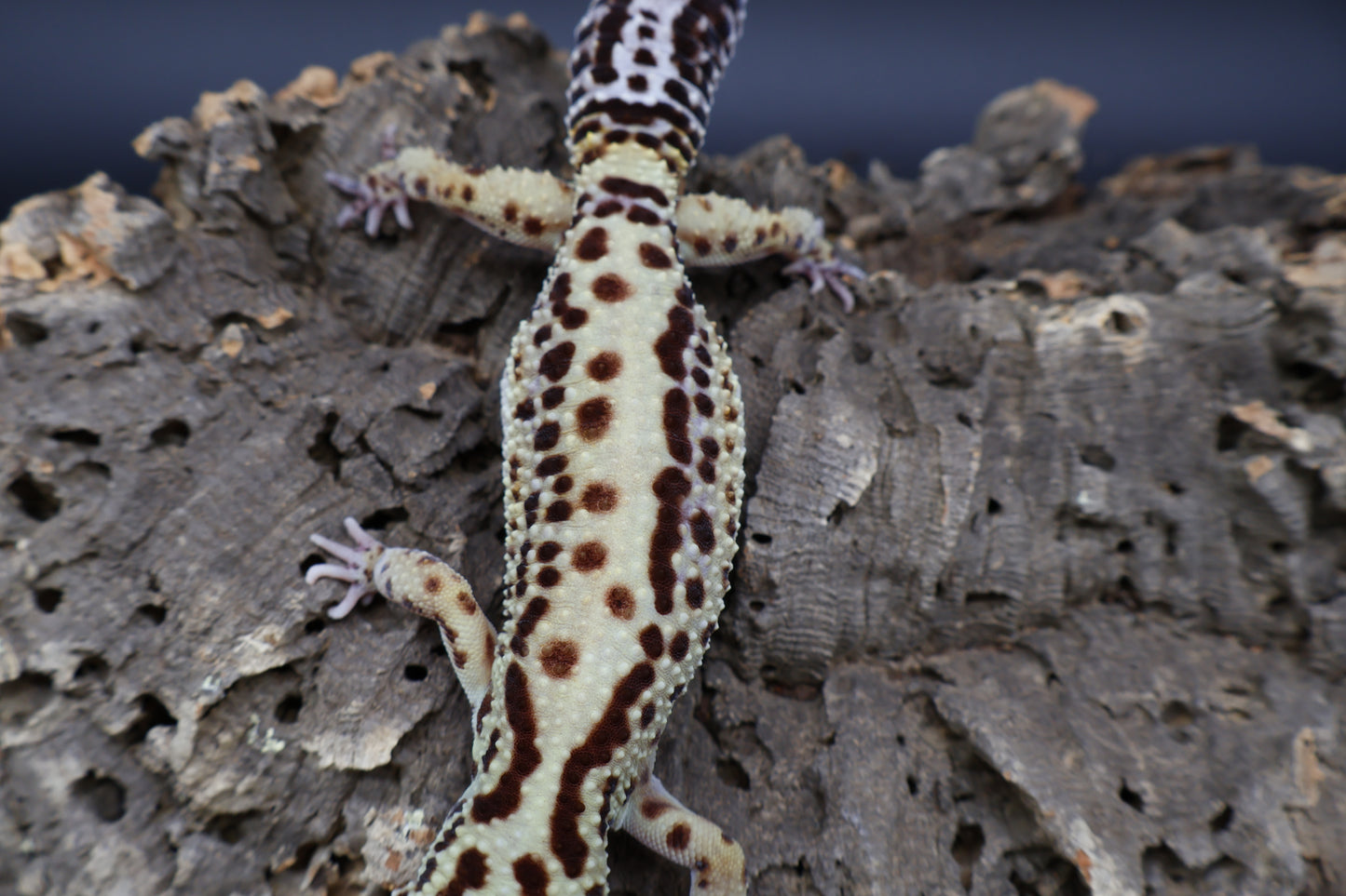 Female Bold Stripe Halloween Mask Black Night Mandarin Cross