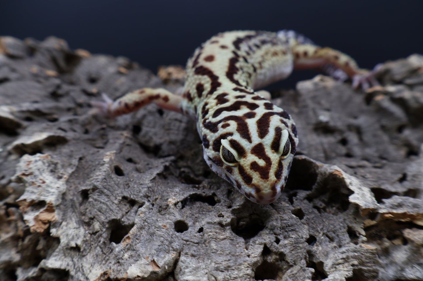 Female Bold Stripe Halloween Mask Black Night Mandarin Cross