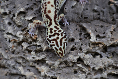 Female Bold Stripe Halloween Mask Black Night Mandarin Cross