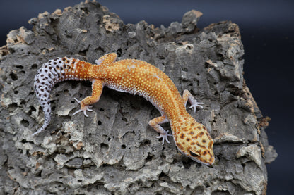 Female Clown Inferno Emerine Green Head