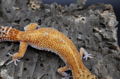 Female Clown Inferno Emerine Green Head