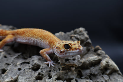 Female Clown Inferno Emerine Green Head