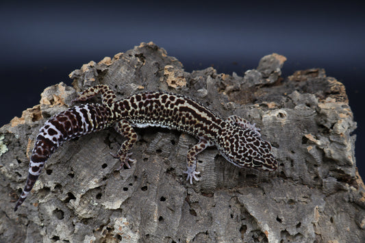 Female 50% Black Night 50% Afghanicus