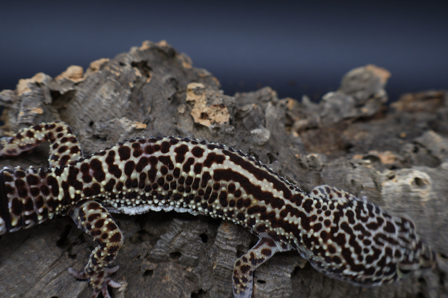 Female 50% Black Night 50% Afghanicus