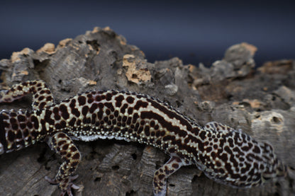 Female 50% Black Night 50% Afghanicus