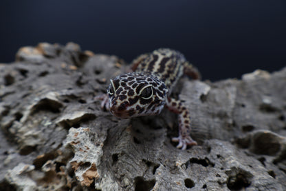 Female 50% Black Night 50% Afghanicus