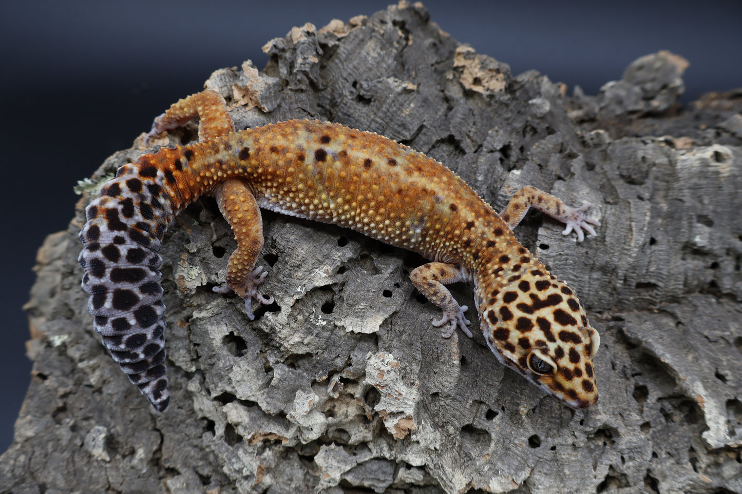 Female Mandarin Inferno Emerine