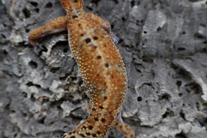 Female Mandarin Inferno Emerine