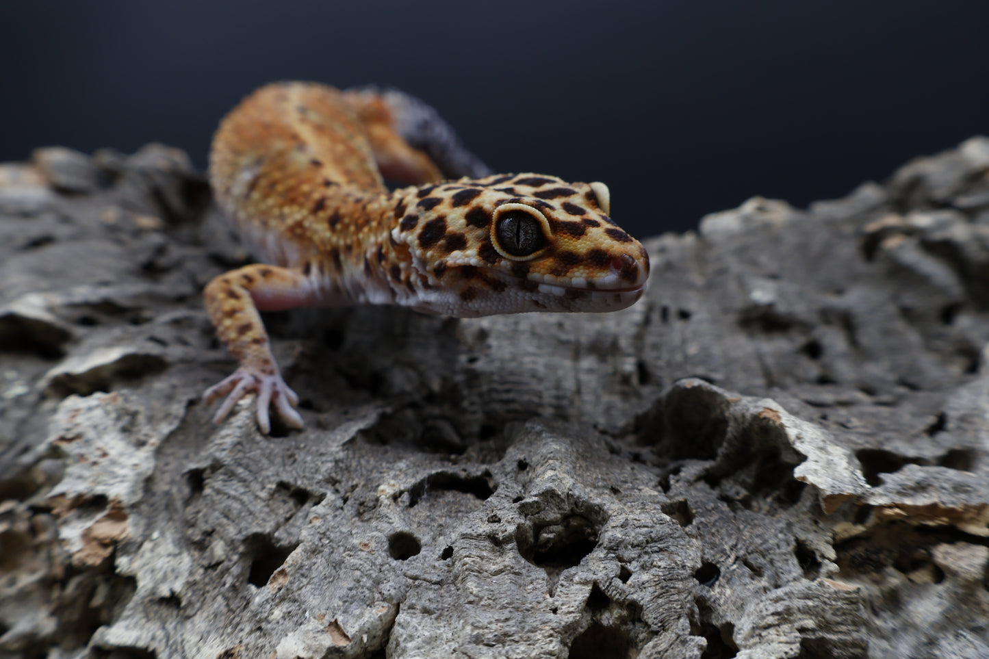 Female Mandarin Inferno Emerine