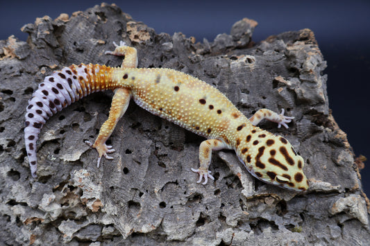Female Mandarin Inferno Bold Emerine pos. W&Y