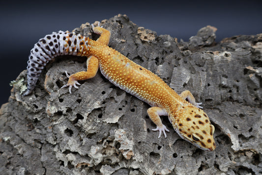 Female Clown Inferno Emerine