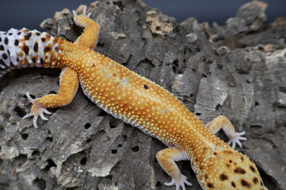 Female Clown Inferno Emerine