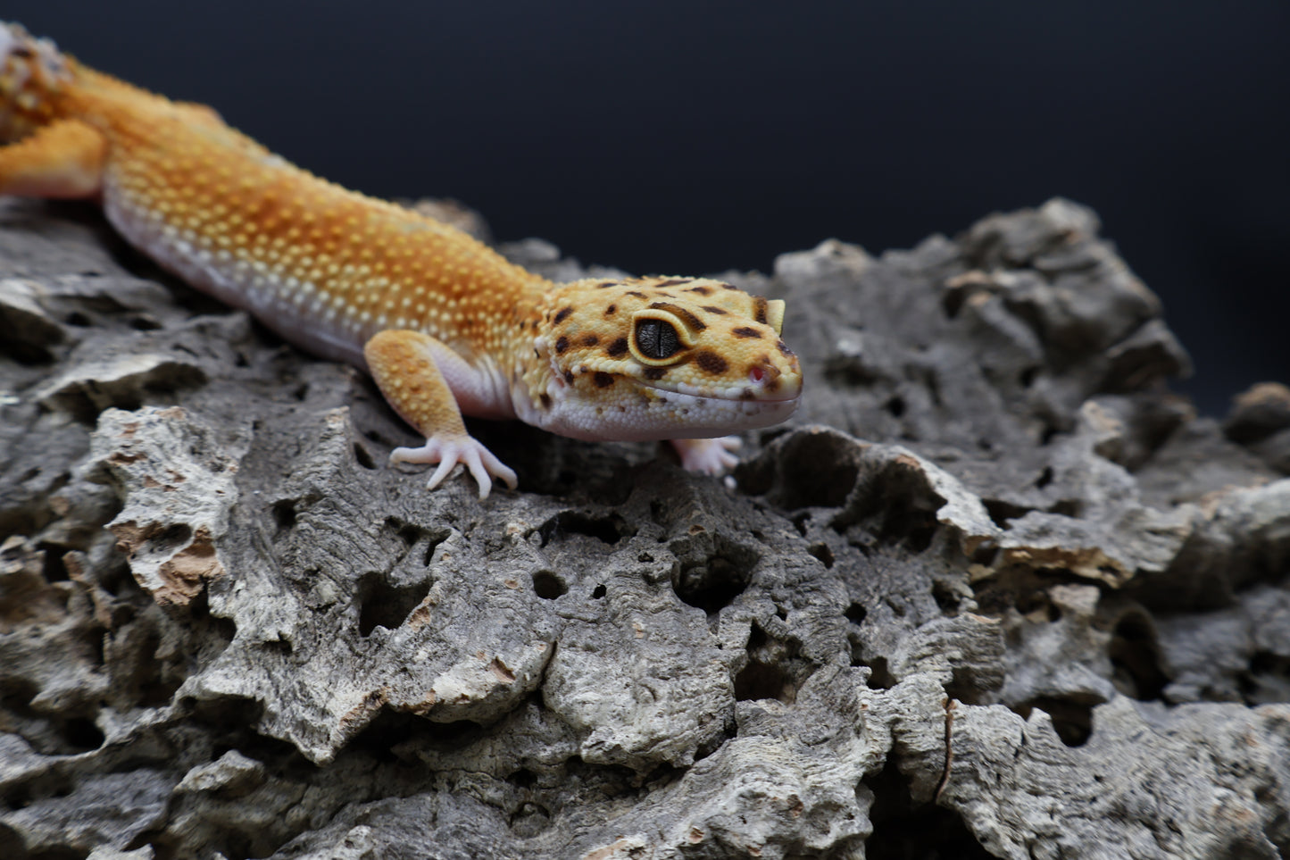 Female Clown Inferno Emerine