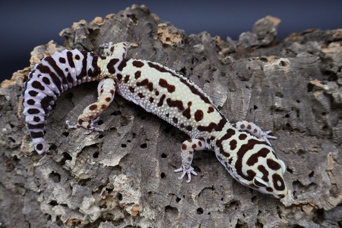 Female Hyper Xanthic Bold Halloween Mask Bandit