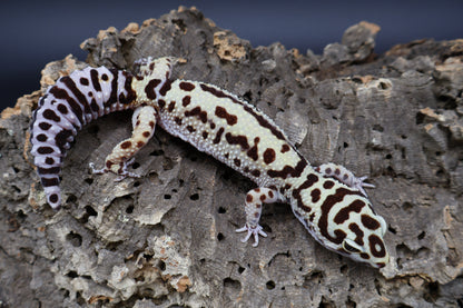 Female Hyper Xanthic Bold Halloween Mask Bandit