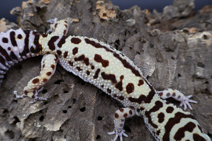 Female Hyper Xanthic Bold Halloween Mask Bandit