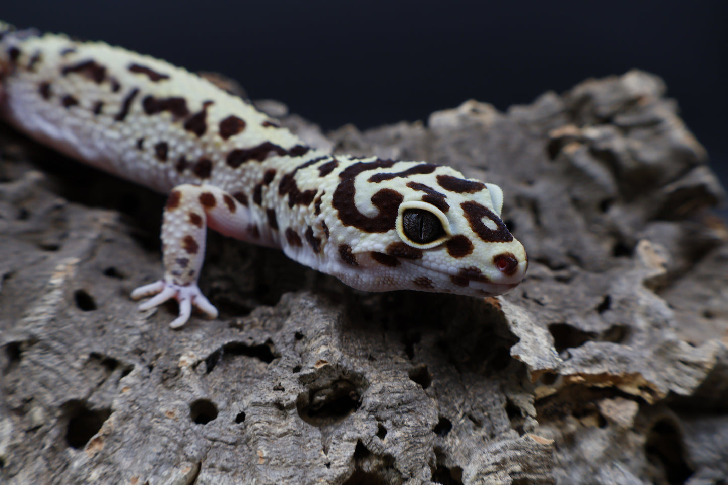 Female Hyper Xanthic Bold Halloween Mask Bandit