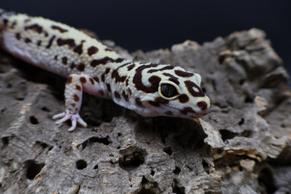 Female Hyper Xanthic Bold Halloween Mask Bandit