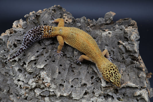 Female Tangerine Tornado